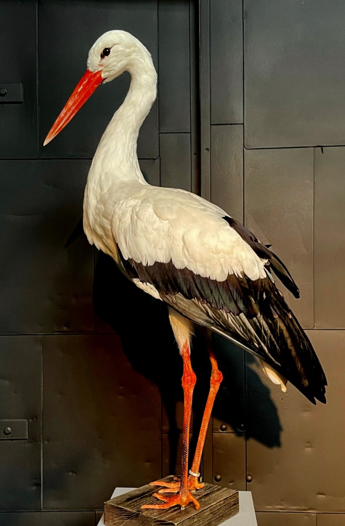 Set of 2 taxidermy storks custom listing
