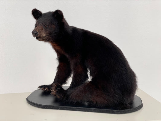 "Immerse your space in the untamed beauty of a lifelike Taxidermy Black Bear Cub sculpture, meticulously preserved and expertly crafted for nature enthusiasts and wildlife admirers."