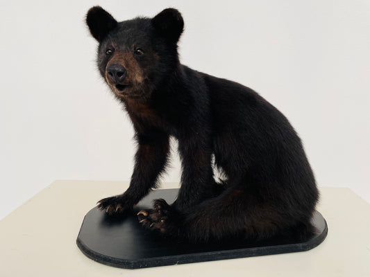 "Immerse your space in the untamed beauty of a lifelike Taxidermy Black Bear Cub sculpture, meticulously preserved and expertly crafted for nature enthusiasts and wildlife admirers."