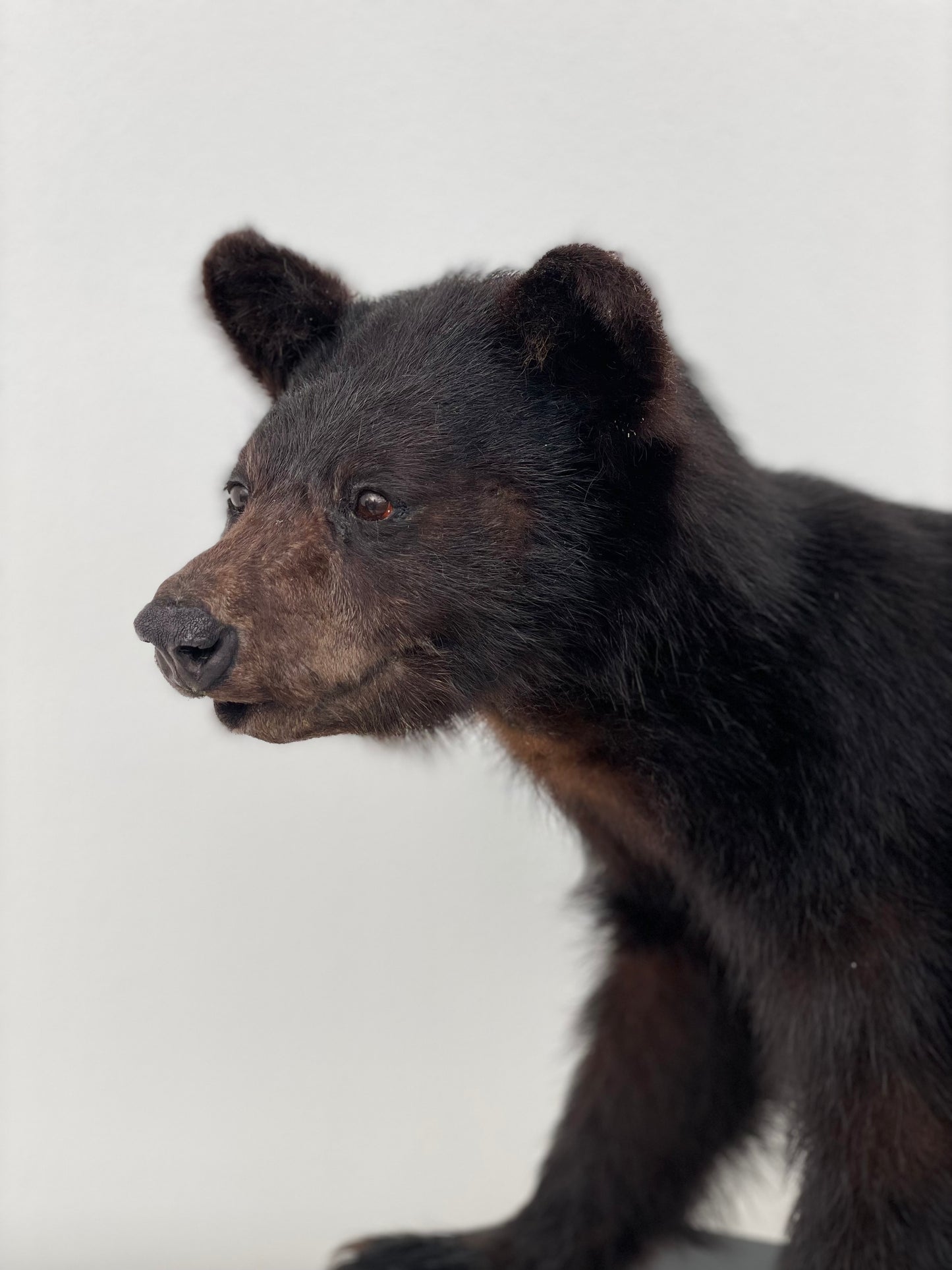 "Immerse your space in the untamed beauty of a lifelike Taxidermy Black Bear Cub sculpture, meticulously preserved and expertly crafted for nature enthusiasts and wildlife admirers."