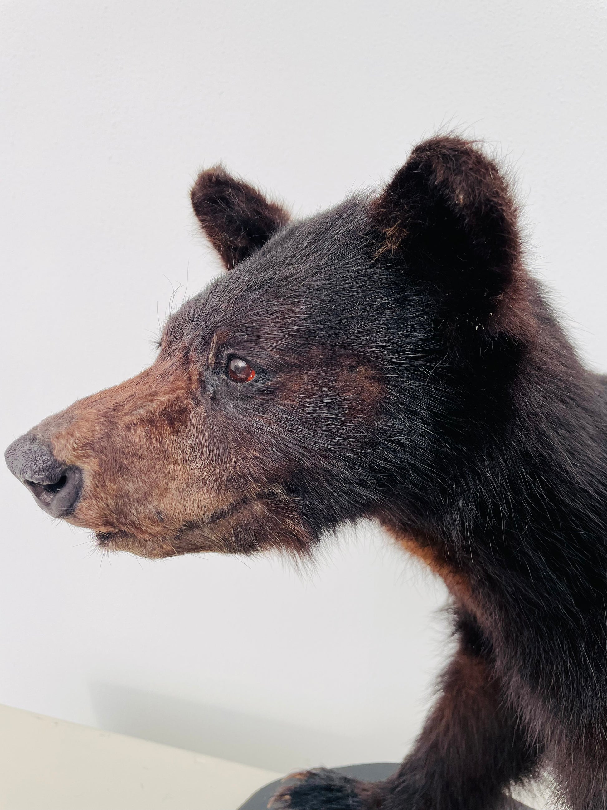 "Immerse your space in the untamed beauty of a lifelike Taxidermy Black Bear Cub sculpture, meticulously preserved and expertly crafted for nature enthusiasts and wildlife admirers."