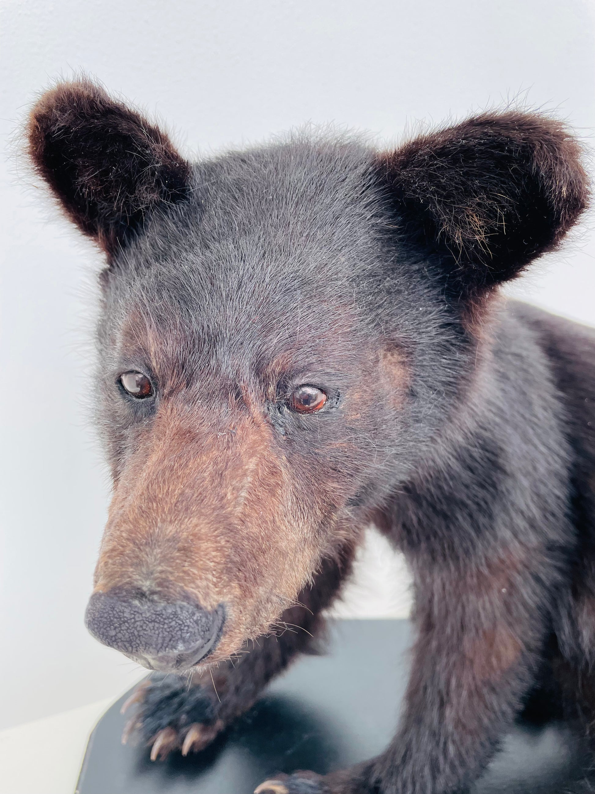 "Immerse your space in the untamed beauty of a lifelike Taxidermy Black Bear Cub sculpture, meticulously preserved and expertly crafted for nature enthusiasts and wildlife admirers."