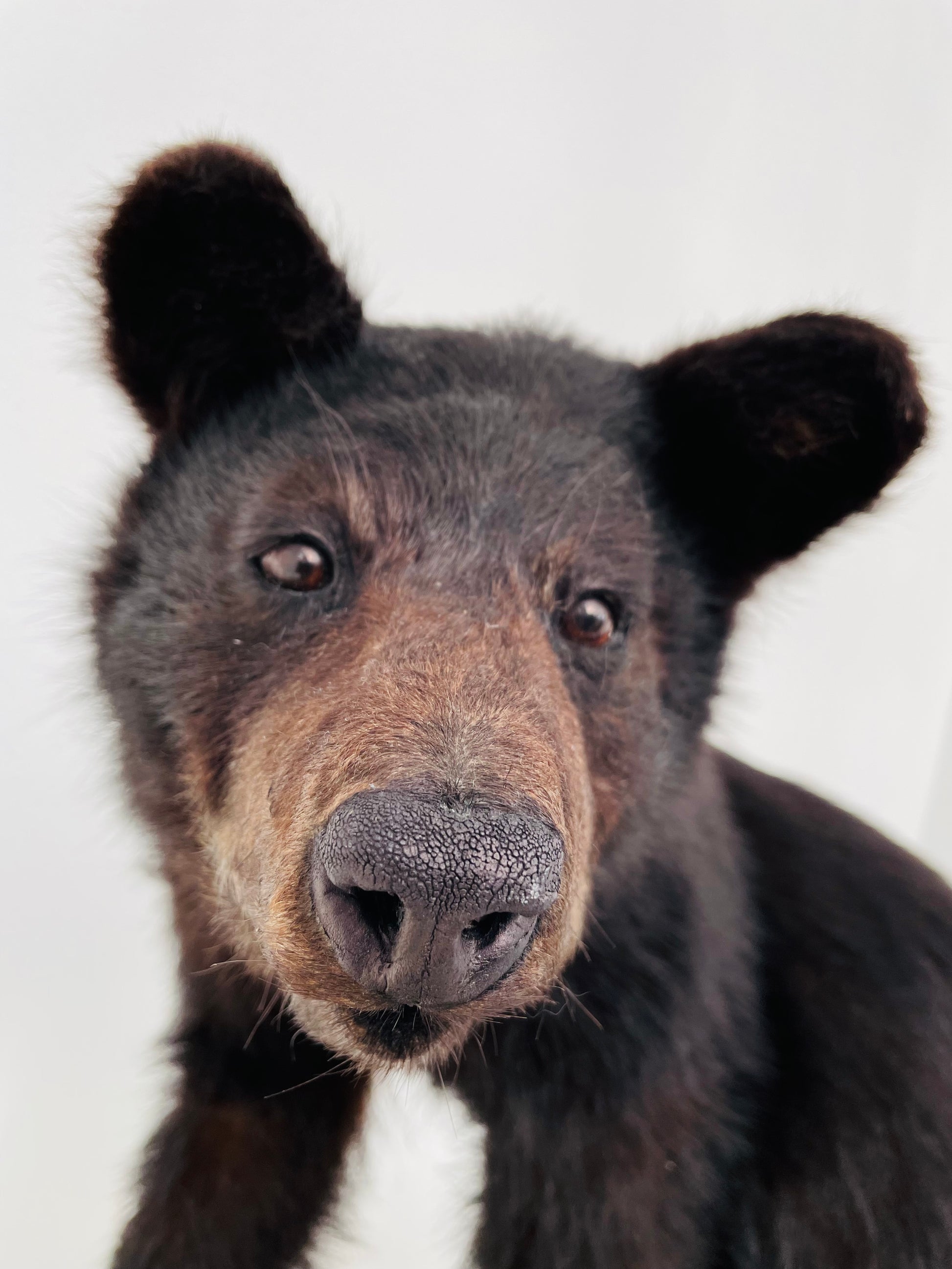 "Immerse your space in the untamed beauty of a lifelike Taxidermy Black Bear Cub sculpture, meticulously preserved and expertly crafted for nature enthusiasts and wildlife admirers."