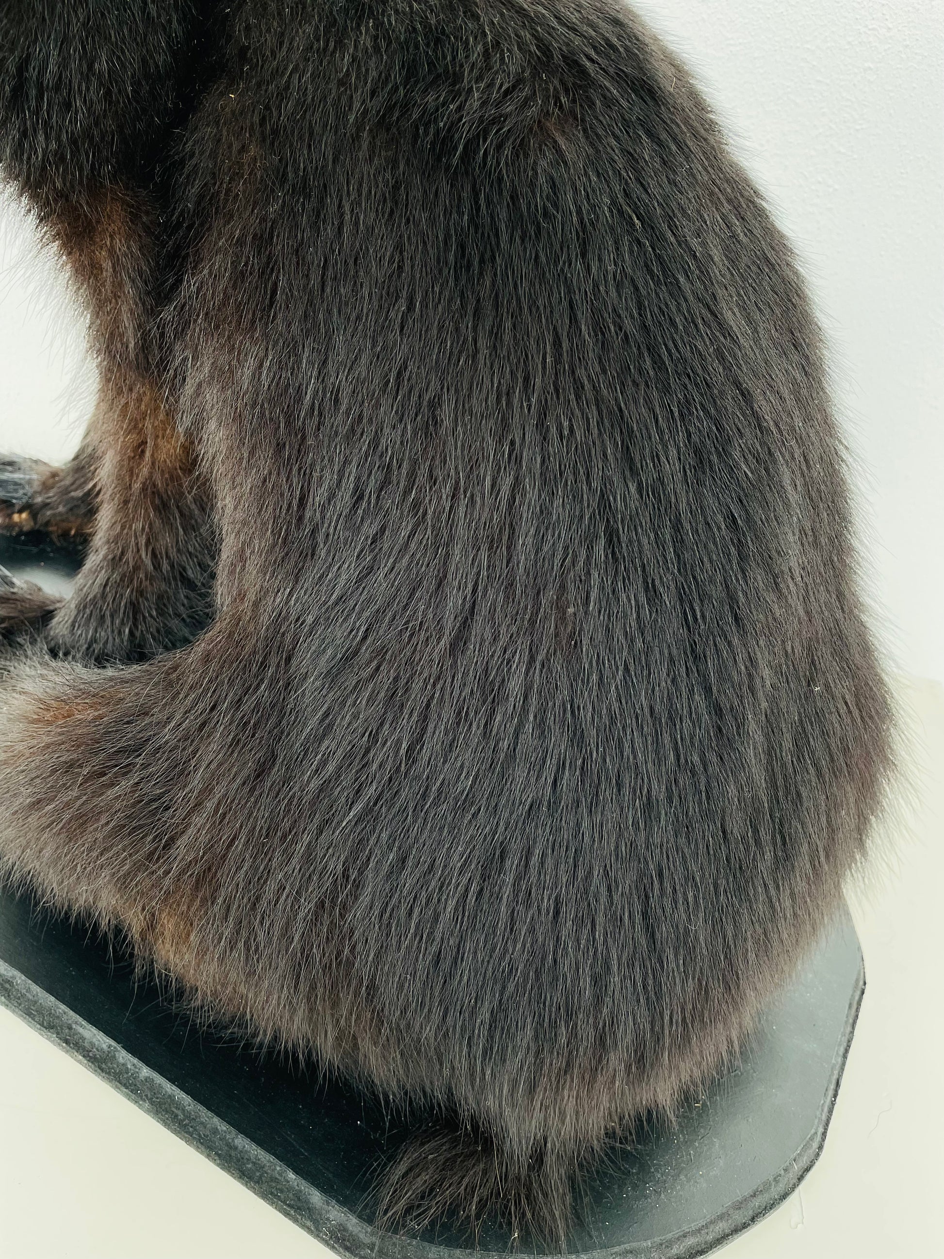 ¨black bear cu taxidermy back¨