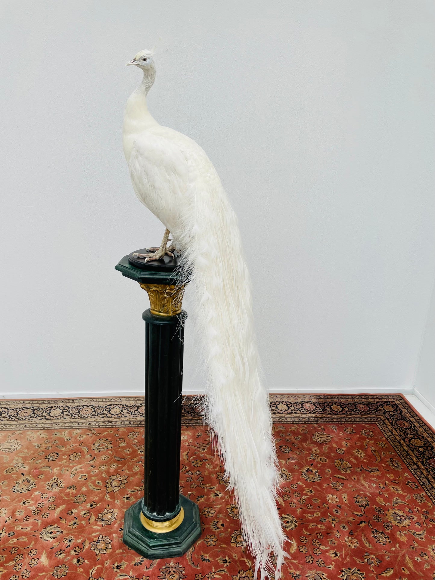 Taxidermy Snow White White Peacock
