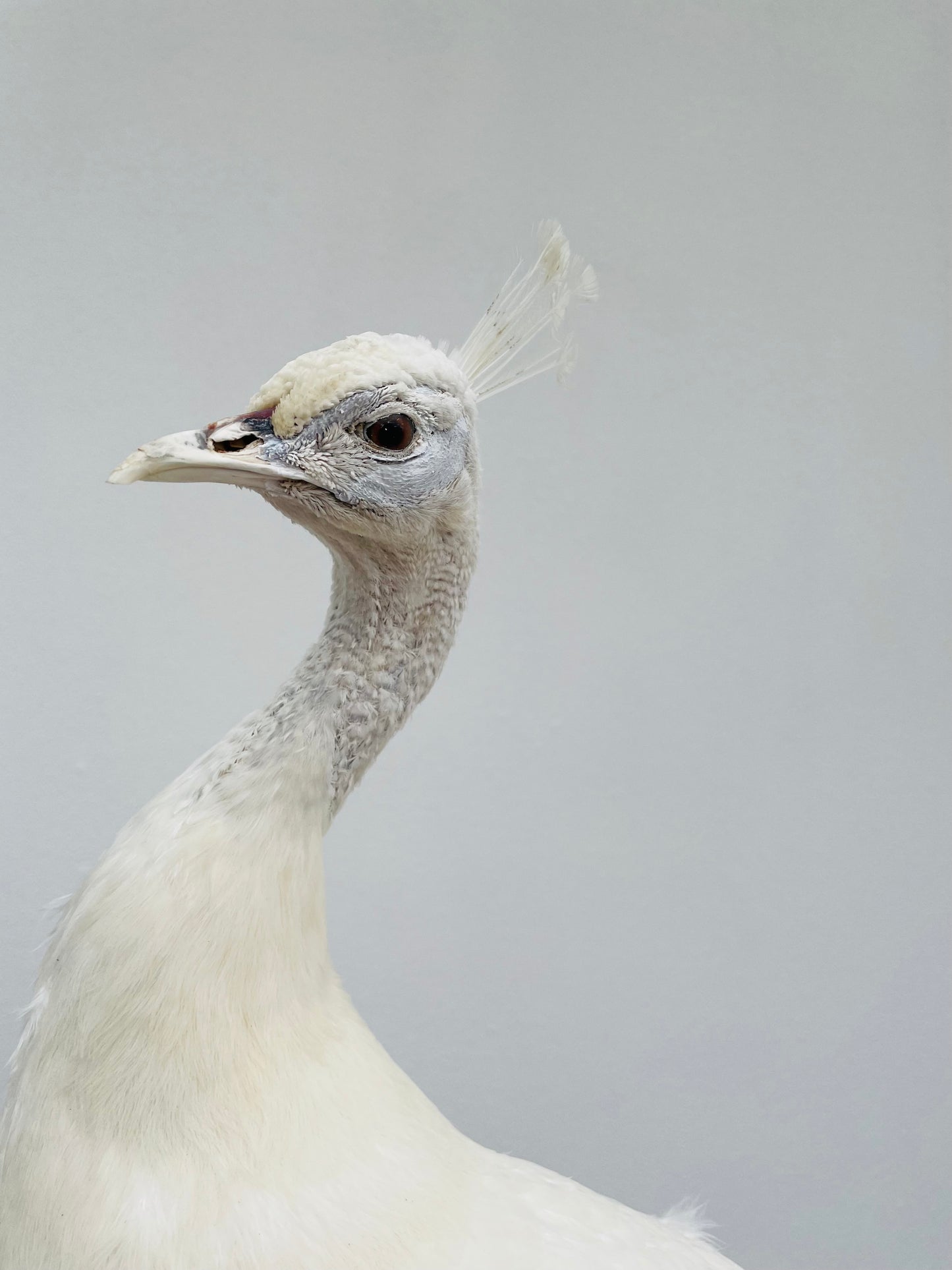 Taxidermy Snow White White Peacock
