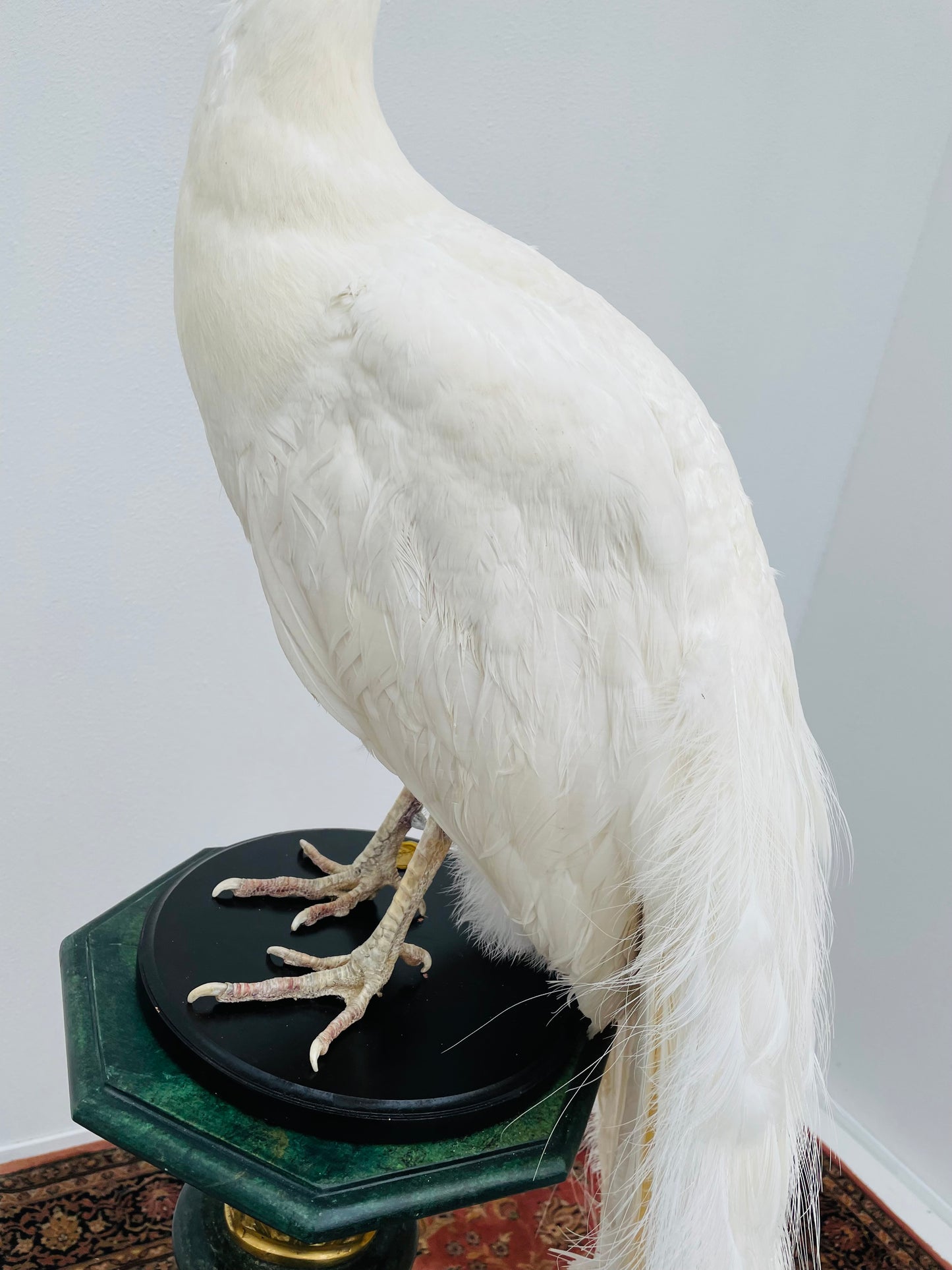 Taxidermy Snow White White Peacock