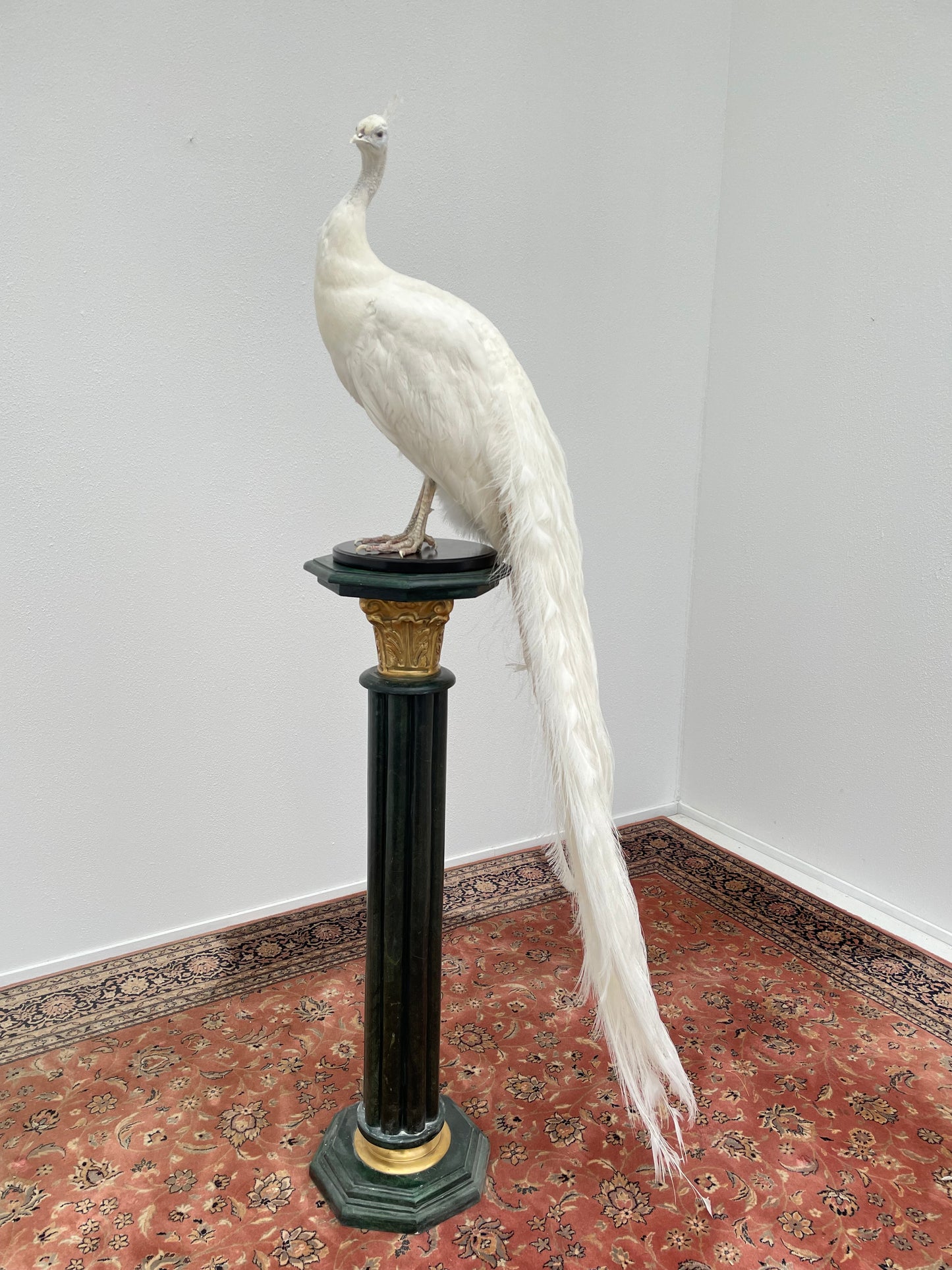 Taxidermy Snow White White Peacock