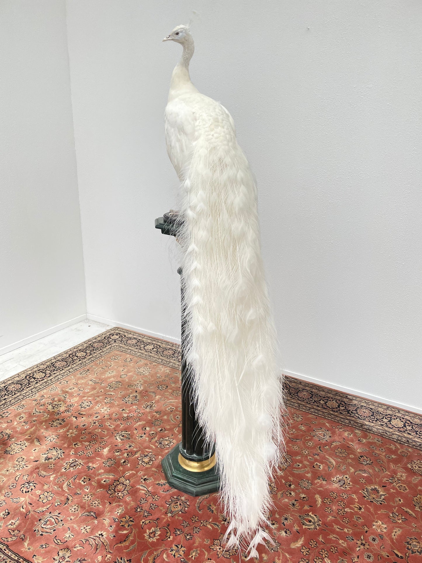 Taxidermy Snow White White Peacock