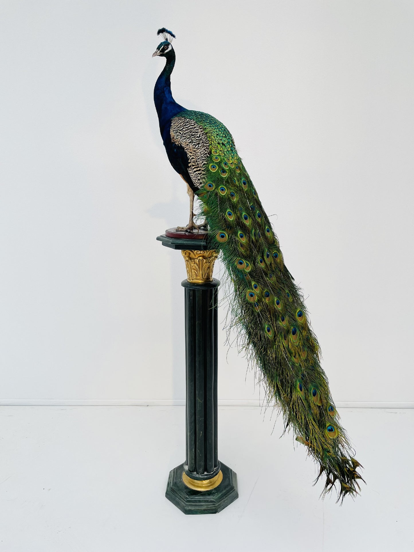 Taxidermy Stunning Male Blue Peacock