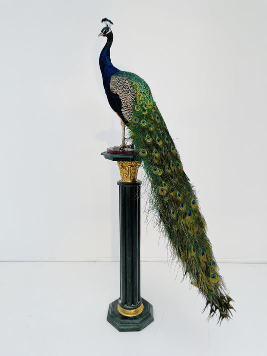 Taxidermy Stunning Male Blue Peacock