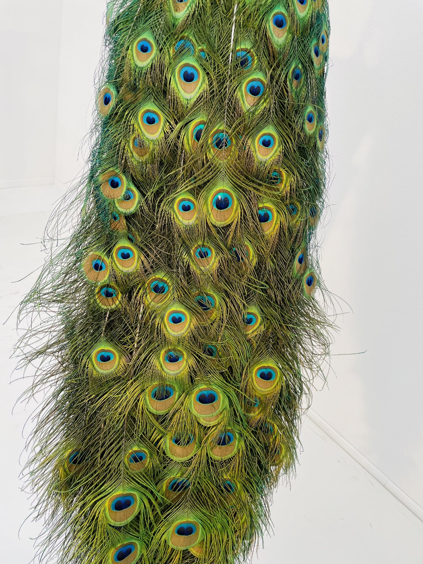 Taxidermy Stunning Male Blue Peacock