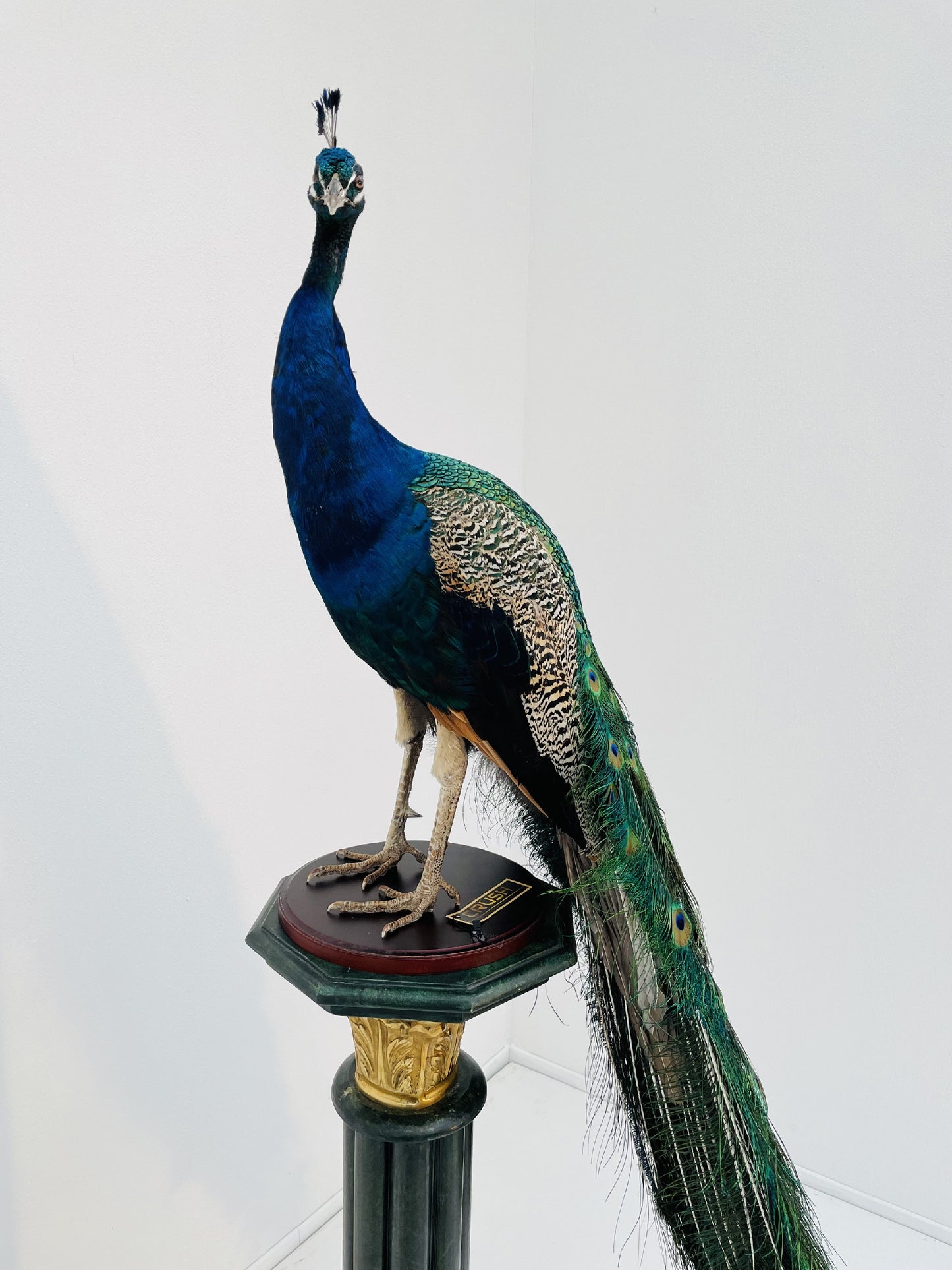 Taxidermy Stunning Male Blue Peacock
