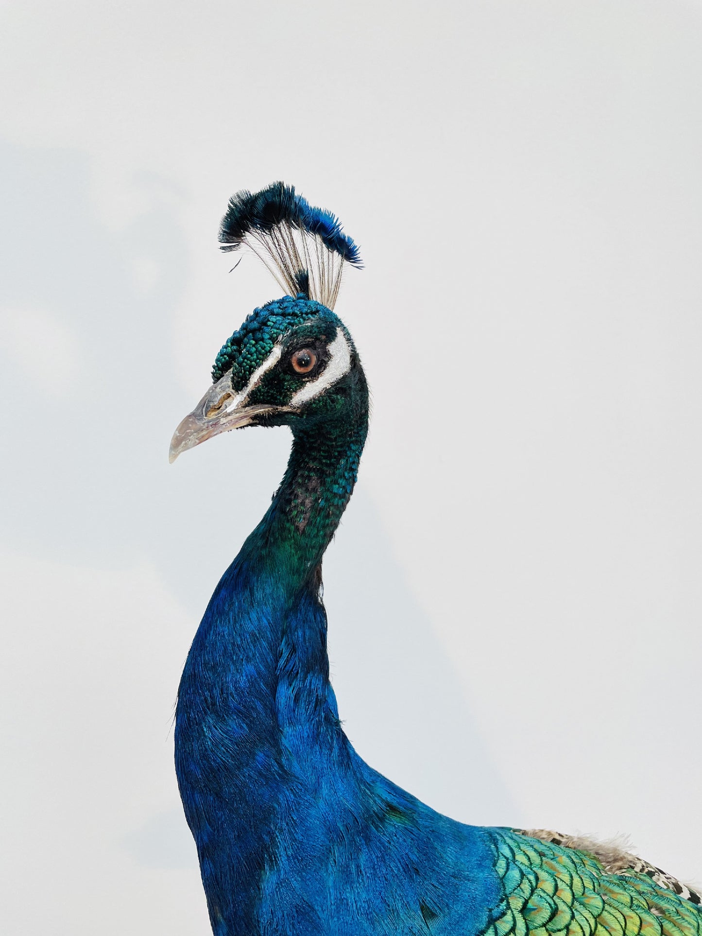 Taxidermy Stunning Male Blue Peacock