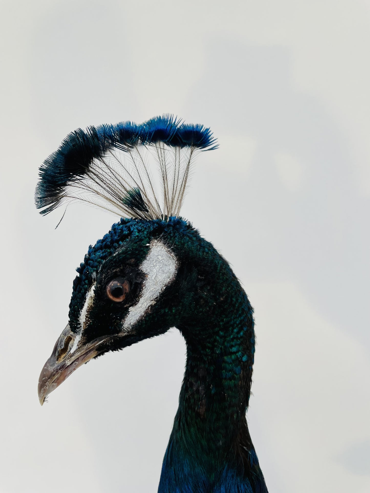Taxidermy Stunning Male Blue Peacock