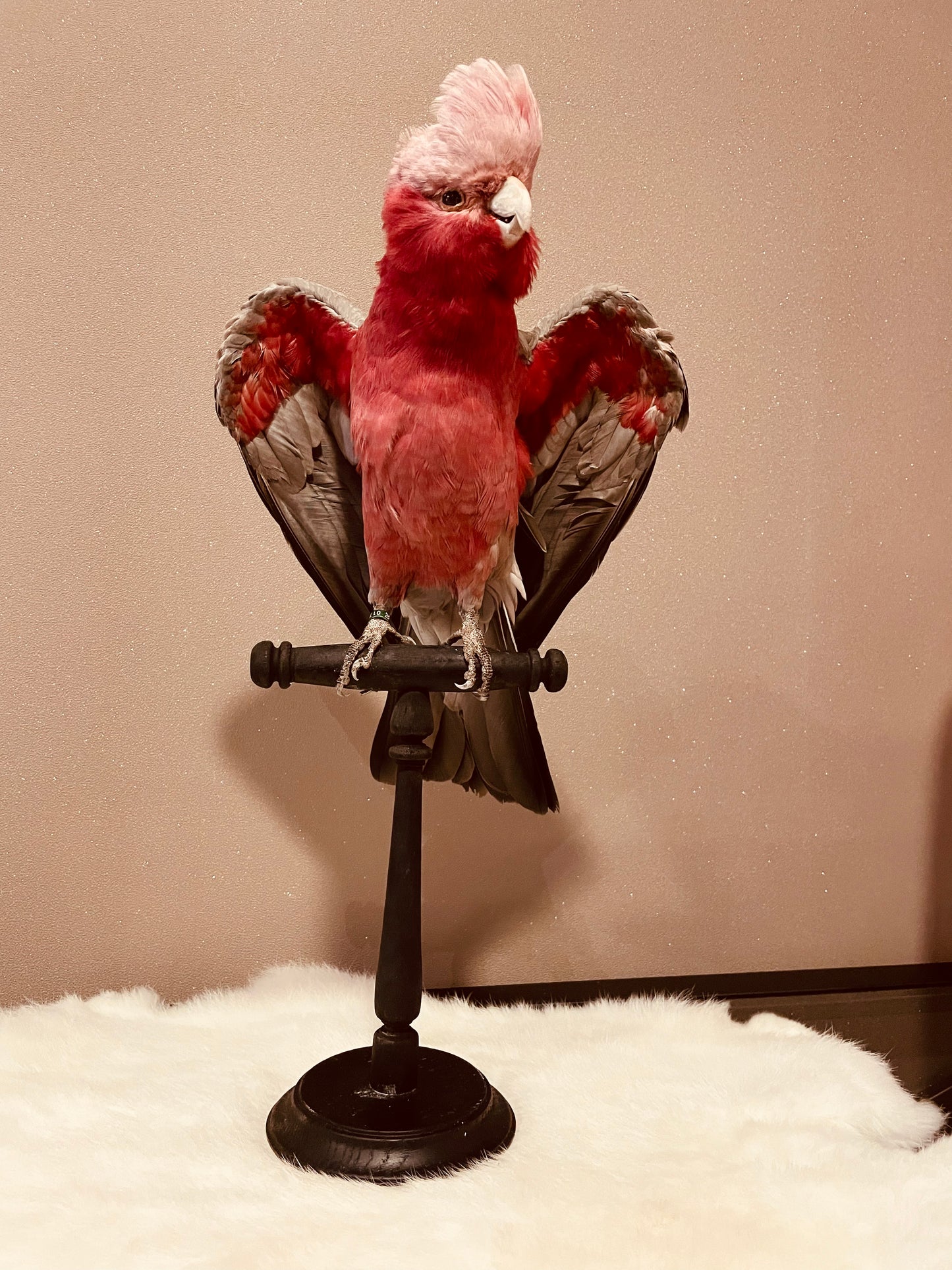 Pink cockatoo
