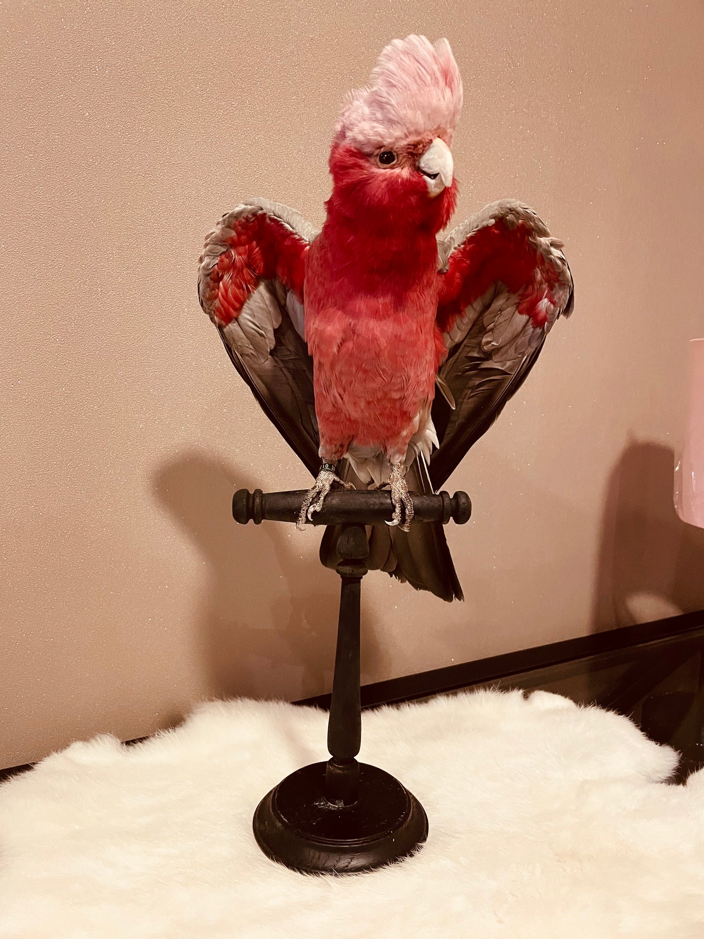 Pink cockatoo
