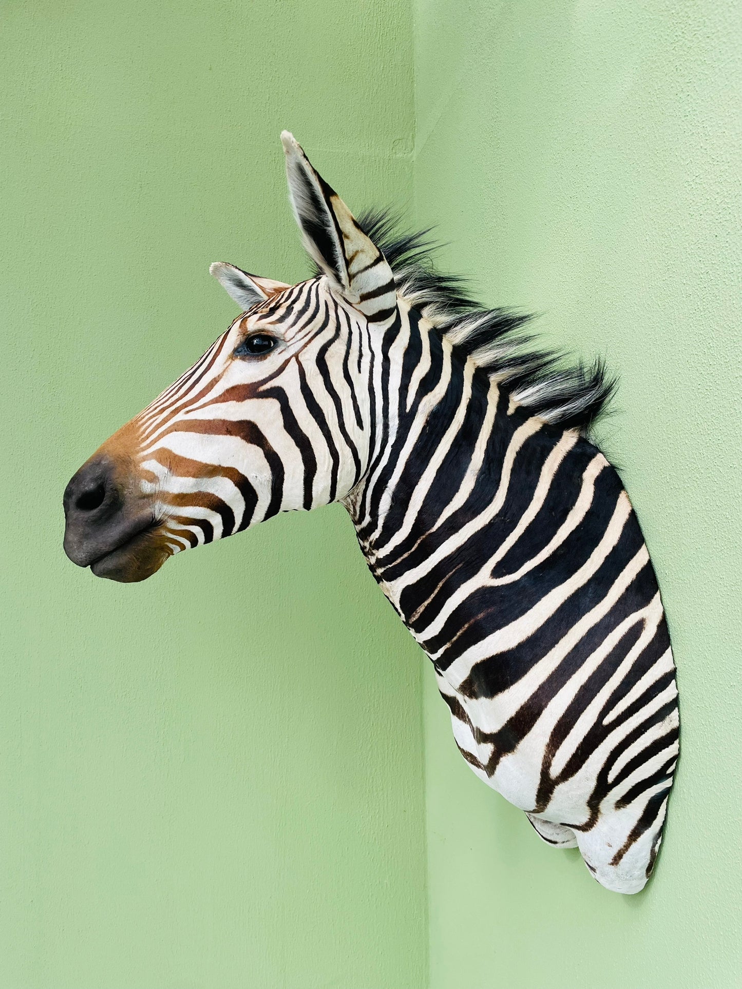 Giant taxidermy zebra head