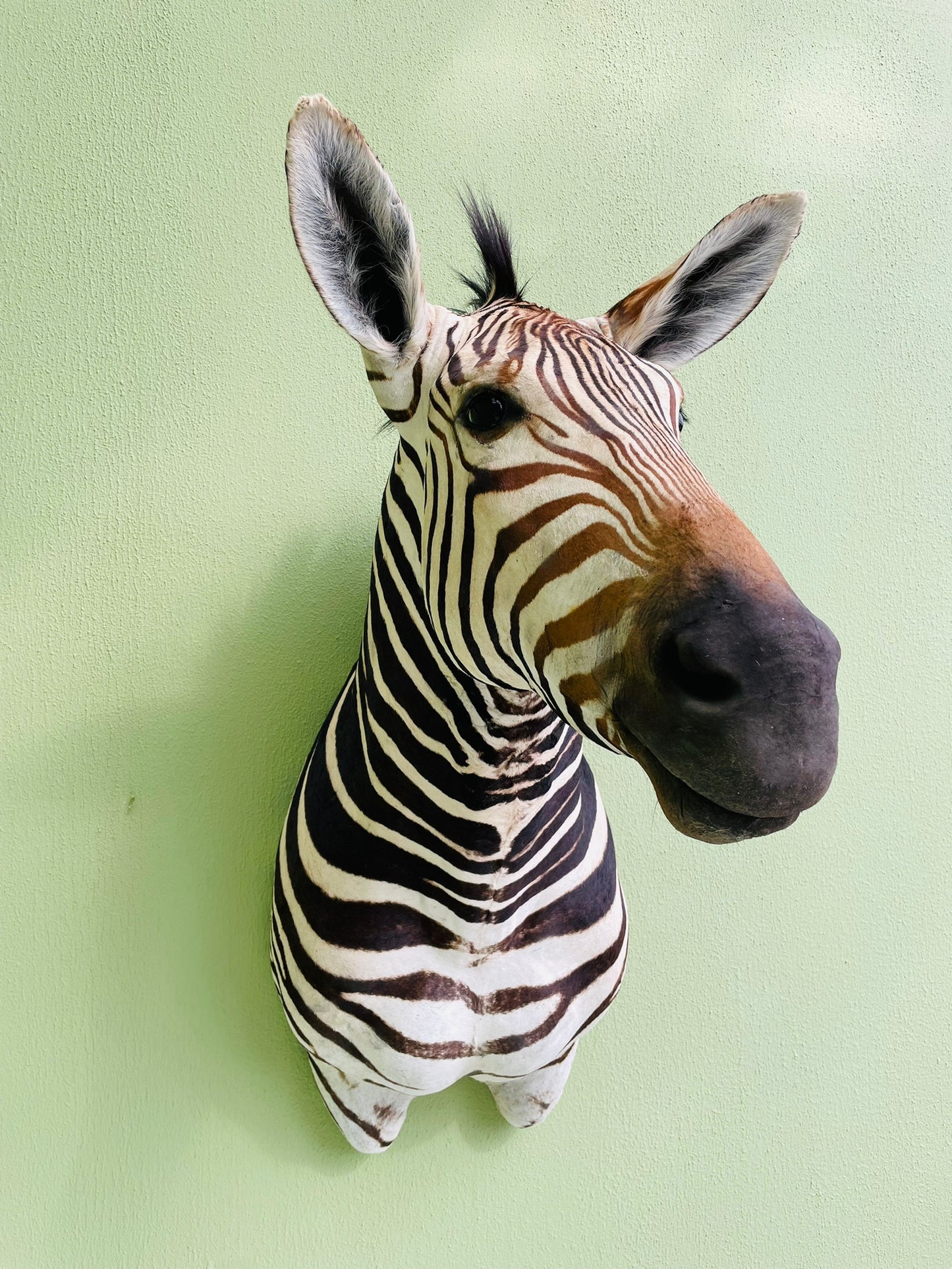 Giant taxidermy zebra head