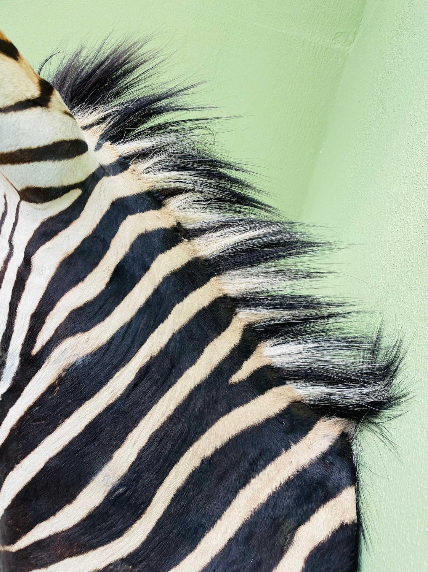 Giant taxidermy zebra head