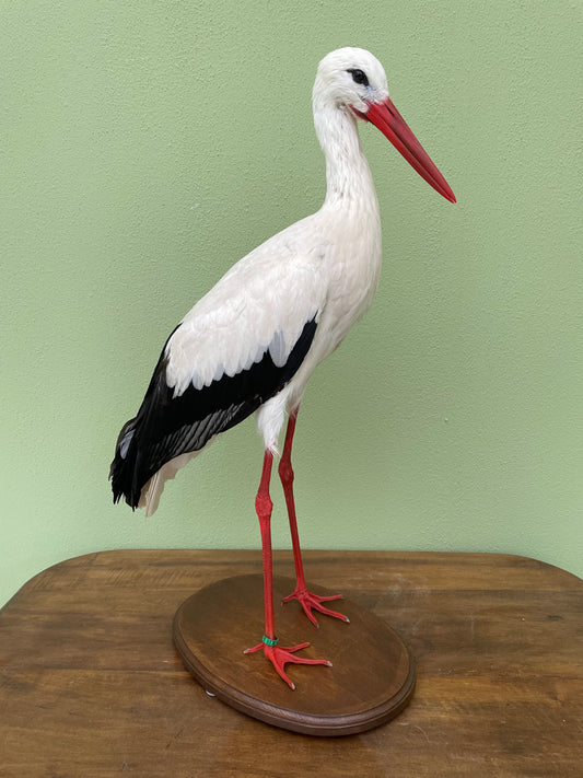 Set of 2 taxidermy storks custom listing