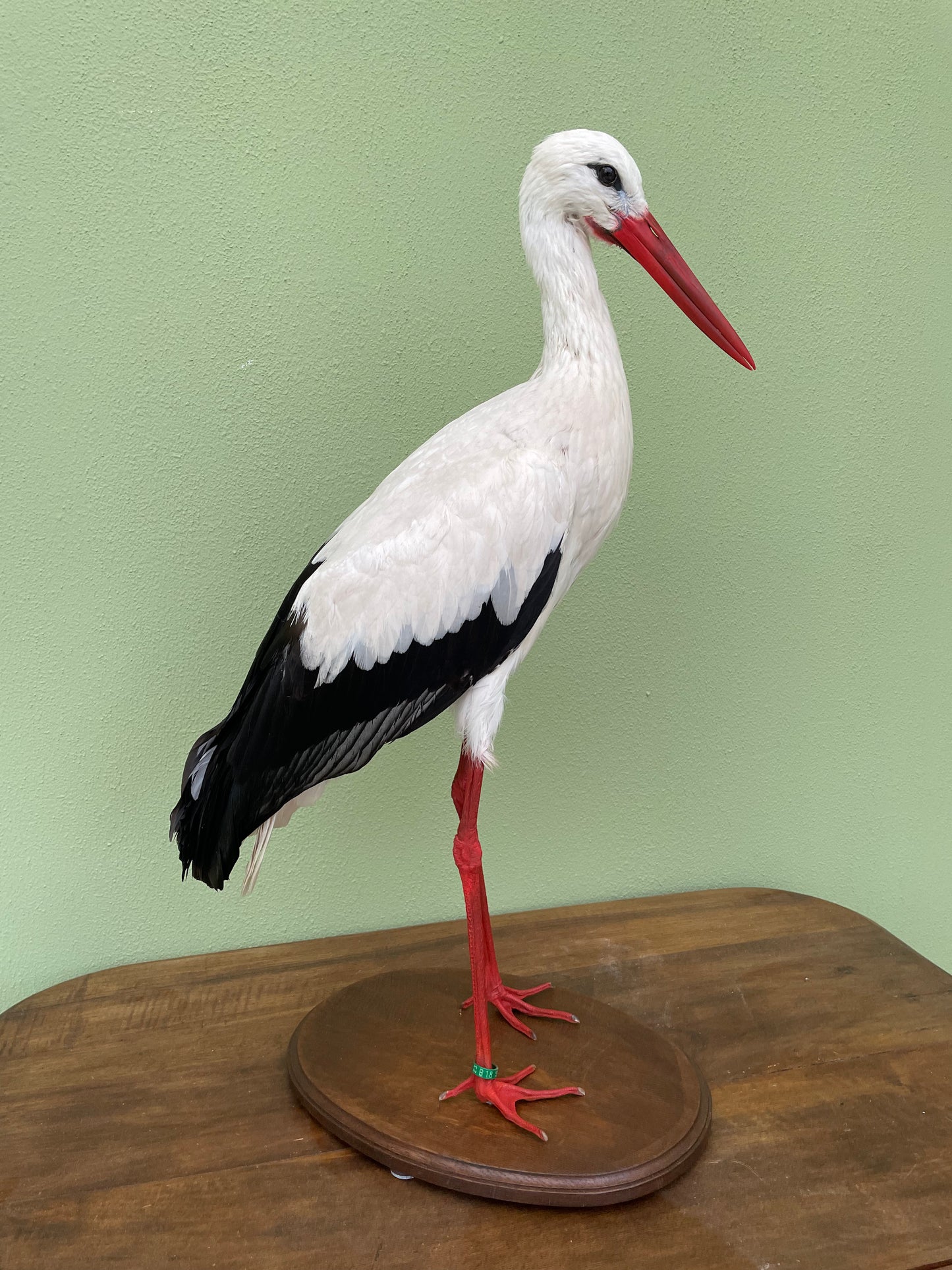 Set of 2 taxidermy storks custom listing