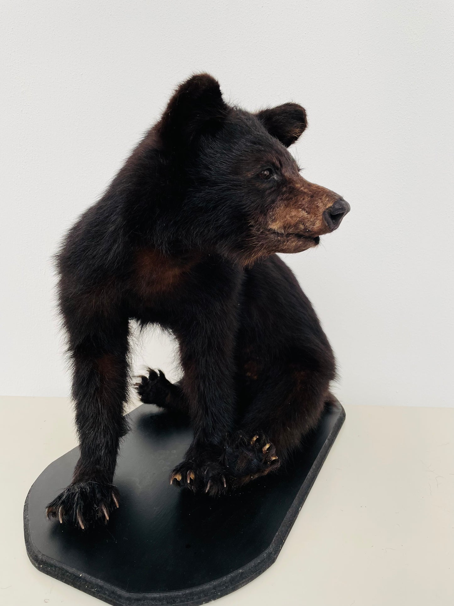 "Immerse your space in the untamed beauty of a lifelike Taxidermy Black Bear Cub sculpture, meticulously preserved and expertly crafted for nature enthusiasts and wildlife admirers."