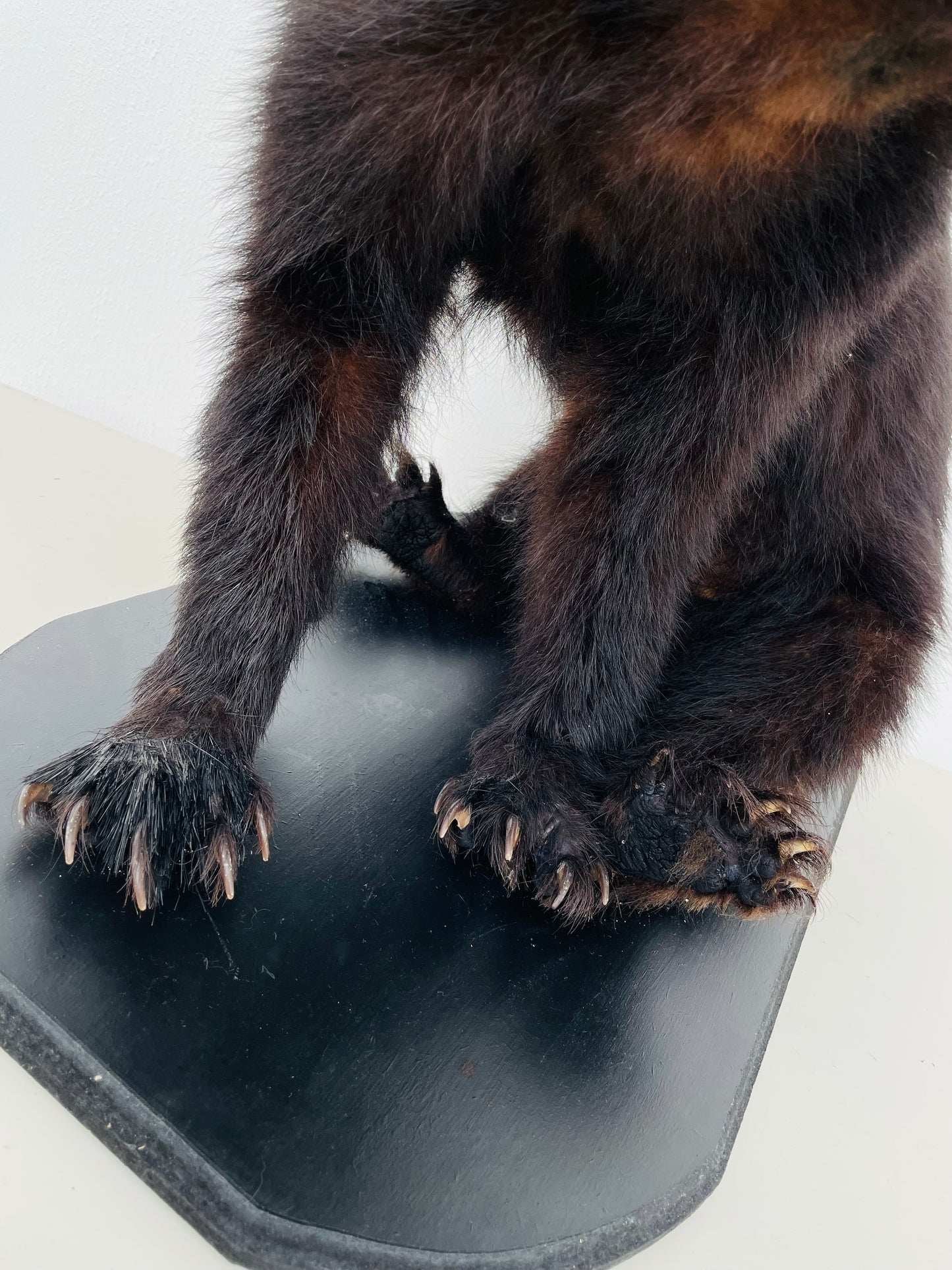 "black bear cub taxiermy legs¨