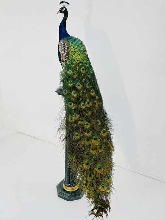 Taxidermy Stunning Male Blue Peacock
