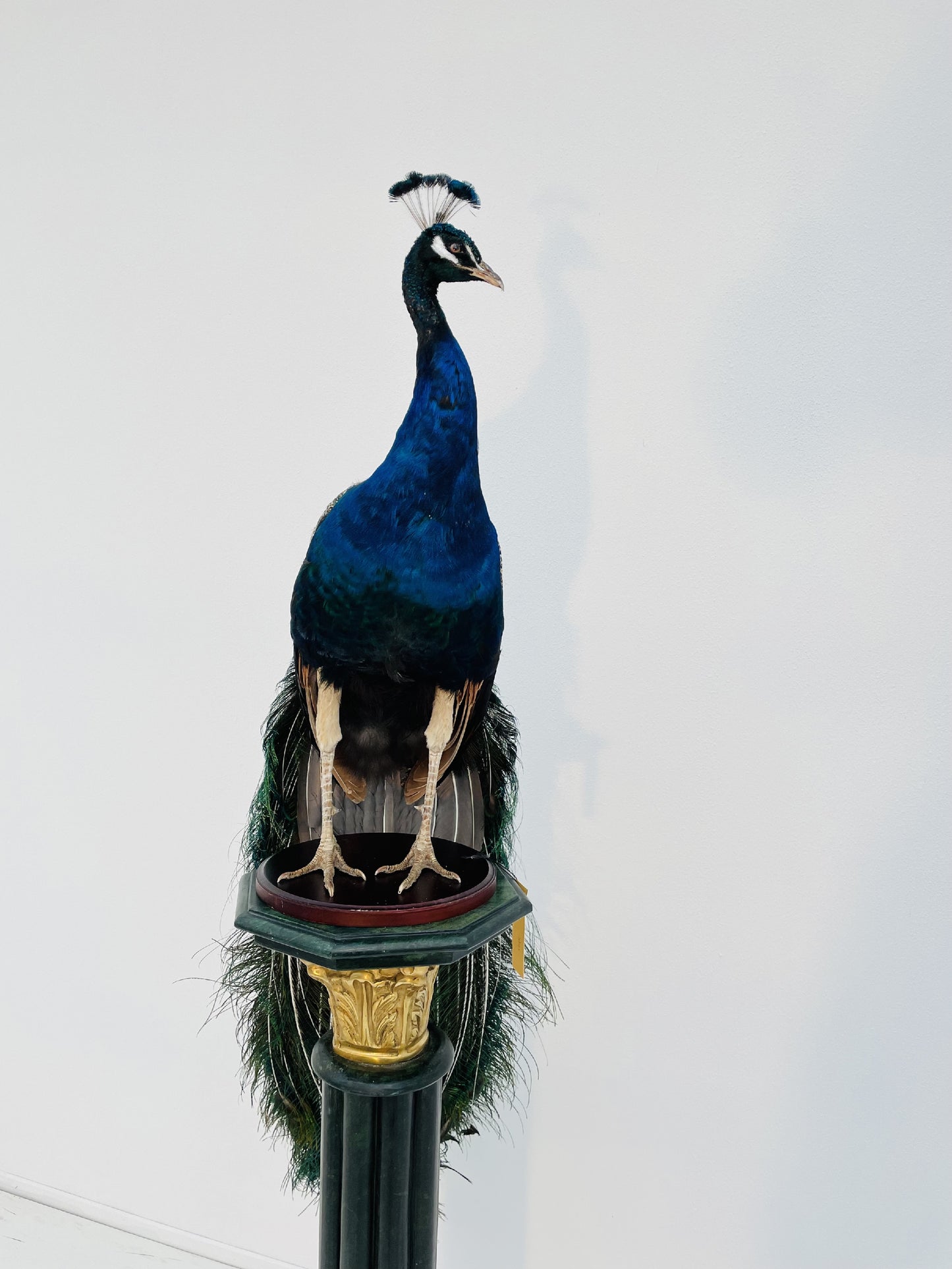 Taxidermy Stunning Male Blue Peacock