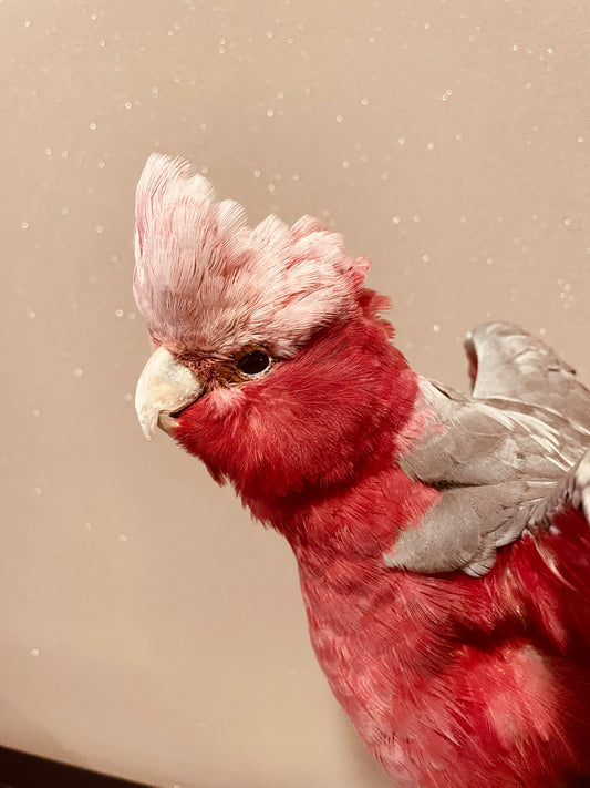 Pink cockatoo