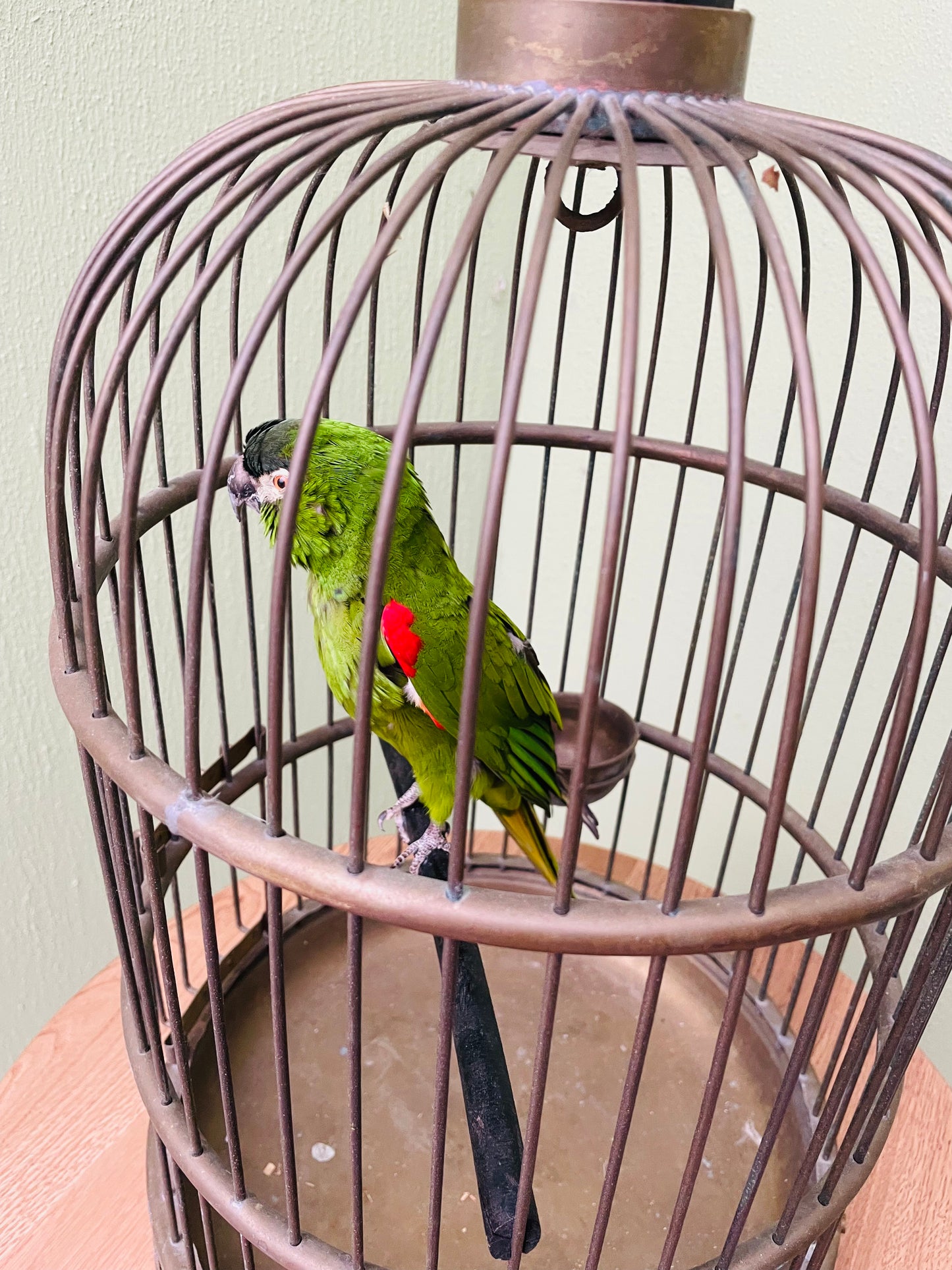 Parrot on classic T stand (caged one)