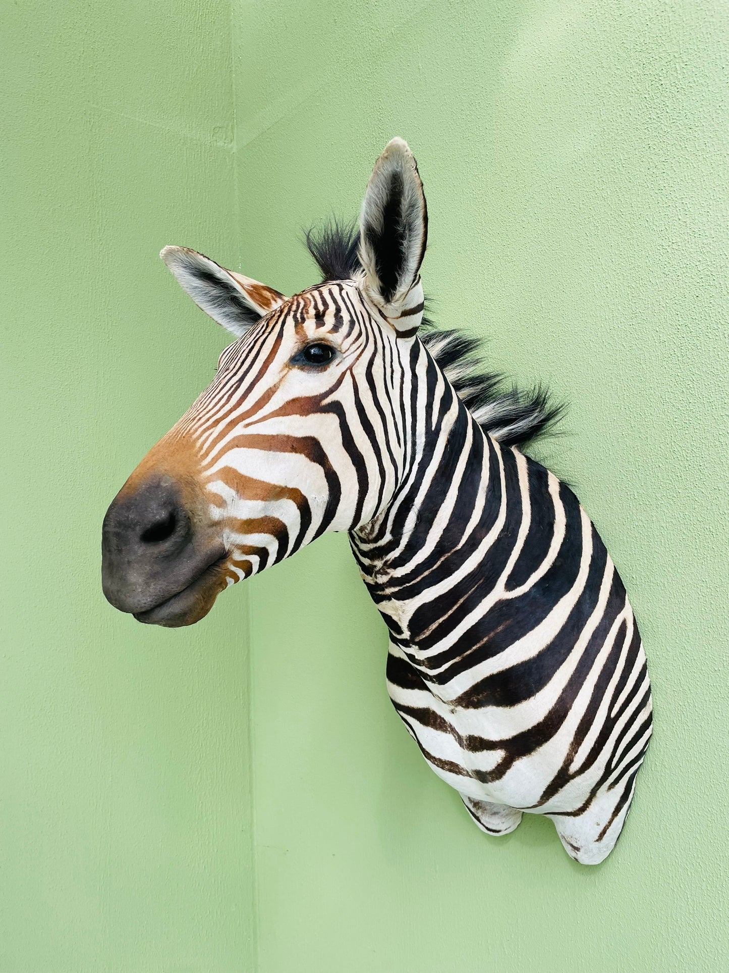 Giant taxidermy zebra head