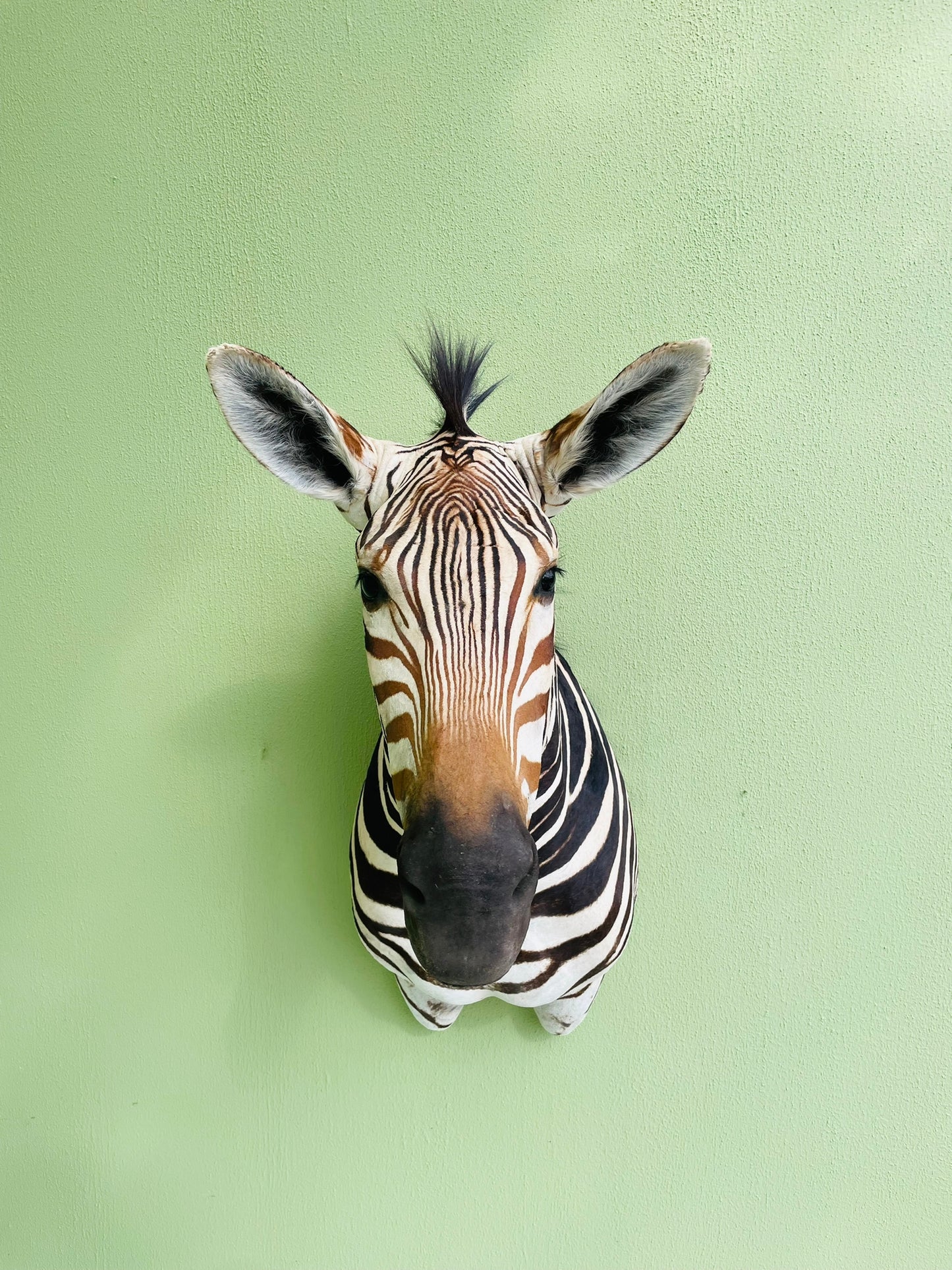 Giant taxidermy zebra head